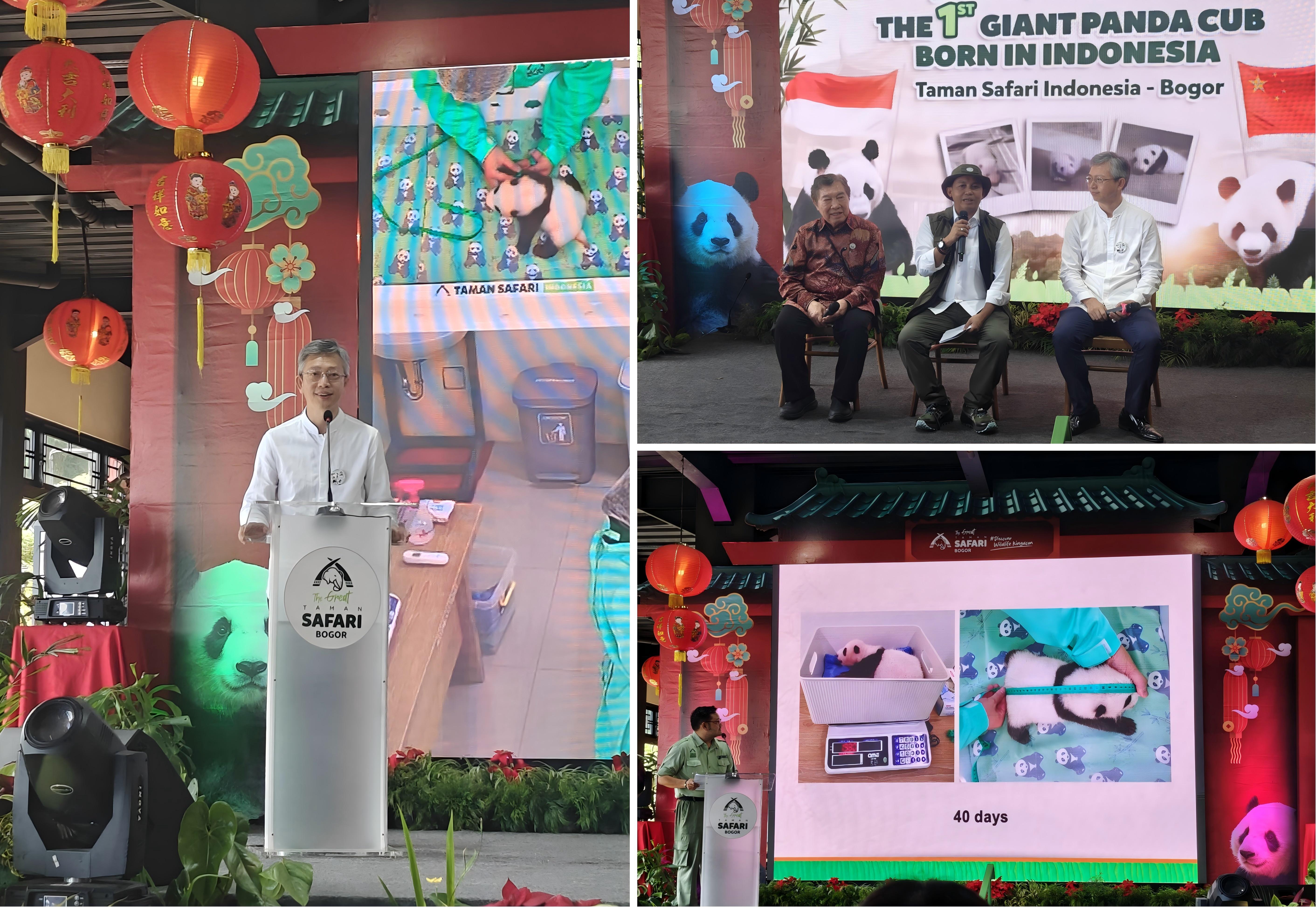 Pers Mengenai Bayi Panda Raksasa yang Baru Lahir di Indonesia